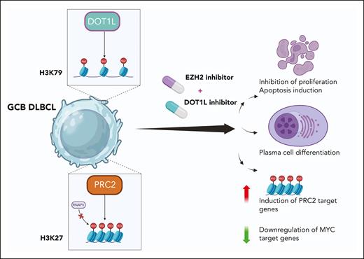 Göbel et al defined that EZH2 and DOT1L cooperate to repress PRC2 target genes and support the proproliferative GC B-cell state in DLBCL. Dual inhibition of EZH2 and DOT1L represents a differentiation-based therapeutic strategy to target GCB DLBCL.