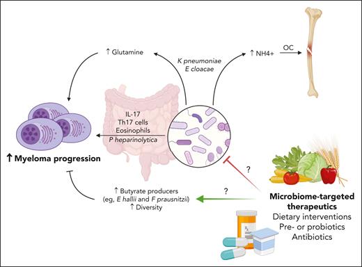 Role of gut microbiome in multiple myeloma. Targeting the microbiome may be a useful method to disrupt pathogenic processes mediated by gut microbes, such as the production of glutamine and ammonium (which activates osteoclasts) by the nitrogen-recycling bacteria E cloacae and K pneumoniae, or interleukin-17–mediated potentiation of tumor microenvironment via Th17 cells and eosinophils by P heparinolytica. Retrospective studies suggest strategies to increase the relative abundance of butyrate producers (eg, E hallii or F prausnitzii) or diversity may augment treatment responses. OC, osteoclasts; Th17, T-helper 17. Figure created with BioRender.com.