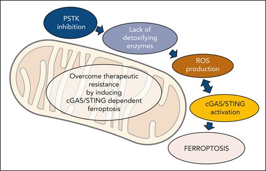 PSTK is a key enzyme in the synthesis of selenoproteins that play a crucial role in detoxification. Loss of PSTK induces mitochondrial oxidative stress, leading to the release of mitochondrial DNA into the cytosol, which activates cGAS-STING signaling. This activation further amplifies mitochondrial generation and enhances ferroptosis. ROS, reactive oxygen species.