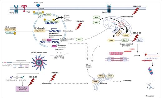 The molecular basis for cellular injury characteristic of cardiomyopathy associated with SCD. The figure illustrates the protective effects of 17R-RvD1 in mitigating key pathologic pathways. Inflammation regulation: 17R-RvD1 suppresses the activation of inflammatory pathways, including NF-κB signaling, by inhibiting the nuclear translocation of the NF-κB complex (p50/p65). It downregulates proinflammatory cytokines, such as IL-18 and IL-1β, through the modulation of the NLRP3 inflammasome. Antioxidant response: 17R-RvD1 enhances Nrf2 translocation, leading to increased expression of antioxidant proteins such as HO-1, SOD, and Cat, reducing oxidative stress in mitochondria and preventing the release of ROS and Cyto C. Fibrosis suppression: TGF-β/Smad2-3 signaling pathway, a critical driver of fibrosis, is attenuated by 17R-RvD1, resulting in reduced ECM protein production, fibrosis, and myofibroblast activation. Cyto C, cytochrome c; ER, endoplasmic reticulum; IL, interleukin; ROS, reactive oxygen species.