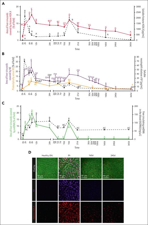 Kinetics of NET component presence on liver vascular endothelium and in blood followed for 365 days (1 year) after induction of endotoxemia. Histone H2A.X (A), NE (B), and extDNA (C) were followed by IVM on liver endothelium and by enzyme-linked immunosorbent assays (ELISAs) in blood serum. Additionally, NE proteolytic activity was measured in vivo. Endotoxemia was induced by LPS (IP; 1 mg/kg b.w.), and the parameters were estimated at given time points (hours, days, and months) within the following year. Data concerning NET components attached to the endothelium of liver sinusoids are marked with solid lines: histones H2A.X (red), NE (violet), NE activity (orange), and extDNA (green). The presence of the above components in blood serum is labeled with dashed black lines in panels A-C. (D) Representative images (IVM) of NETs for data presented in panels A-C (images for all time points are presented in supplemental Figures 8 and 9). The NET components were detected with AF568–anti-H2A.X antibody (red), AF647–anti-NE antibody (violet), and SYTOX Green labeling extDNA (bright green). The colocalization of NET components was visualized by overlaying the images from individual channels. The data in the graphs are expressed as means ± standard deviation of at least 3 fields of view. Statistically significant differences according to 1-way analysis of variance (ANOVA) are designated by letters, in which the same letter indicates no differences between groups, and different letters indicate statistical differences (Bonferroni post hoc; n = 3-4).