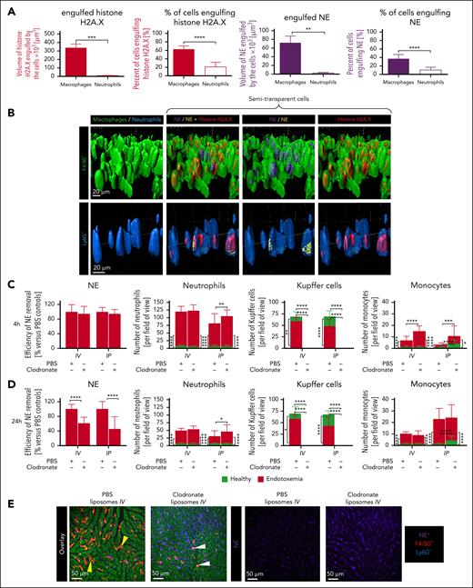 Engulfment of NE and histone H2A.X by liver macrophages (KCs) and neutrophils. (A-B) Twelve hours after endotoxemia induction, mice were administered IV with antibodies labeling NE (AF647–anti-NE antibody, violet) and H2A.X histones (AF568–anti-H2A.X antibody, red). Then the mice were imaged at 24 hours of endotoxemia by IVM. (A) The volume of histones engulfed by macrophages and neutrophils as well as the percentage of cells engaged in this process are presented in the graphs (red for H2A.X and violet for NE). (B) Representative images of 3D models of KCs (F4/80+; Alexa Fluor 488 anti-F4/80 antibody) and neutrophils (Ly6G+; Brilliant Violet 421 anti-Ly6G antibody) engulfing NET proteins, rendered from the z-stacks of mouse liver sinusoids at 24 hours of endotoxemia. The cells were made semitransparent to visualize their content. In neutrophils NE is false-labeled yellow for clarity. Scale bar indicates 20 μm. Images for neutrophils were selected in such a way that the intracellular presence of NET proteins is visible, but in this particular image, the number of involved neutrophils is higher than average. (C-E) Involvement of macrophages in NET removal was confirmed by depletion studies. To remove KCs from the liver sinusoids, mice were administered IV or IP with clodronate liposomes (clodronate; scheme in supplemental Figure 3). The former treatment depleted also monocytes. Control mice received phosphate-buffered saline (PBS)–liposomes. (C-D) After these cells were removed, in some animals endotoxemia was induced (LPS IP, 1 mg/kg b.w.; red bars) and some were left untreated (green). (C-D) NETs were visualized as the area covered by NE and the numbers of neutrophils (Ly6G+), macrophages, and monocytes (both F4/80+; elongated, branched morphology vs oval, respectively) were quantified at 4 (C) and 24 hours (D) of endotoxemia. (E) Representative images of NETs (NE, violet), KCs (red, yellow arrow head), monocytes (red, white arrow head), and neutrophils (blue) present in the livers of mice injected with clodronate or control (PBS) liposomes, visualized with IVM at 24 hours of endotoxemia; NE only (NETs; right). The scale bar indicates 50 μm. The data in the graphs are expressed as mean ± SD of at least 3 fields of view. Asterisks in the graphs indicate statistically significant differences according to the Student t test (∗.01 < P ≤ .05; ∗∗.001 < P ≤ .01; ∗∗∗.0001 < P ≤ .001; ∗∗∗∗.00001 < P ≤ .0001; n = 3-4).