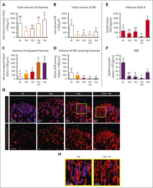 Histones uncovered during the breakdown of the first wave of NETs contribute to the second wave of the traps. To estimate the total volume of NET proteins remaining on the endothelium and outside phagocytes, their 3D models rendered from z-stacks were obtained and quantified with IVM. The changes were followed during days 13 and 14 after induction of endotoxemia (LPS IP; 1 mg/kg b.w.), and they were compared with the first 6 hours (high NET levels) and day 10 (low NET levels). The standard imaging time was 10 AM, but on day 13, data were also collected 9 and 17 hours later (day 13 + 9 hours and day 13 + 17 hours, respectively). (A-B) Total volume of H2A.X histones (A) and NE (B) was thus estimated, independently of their location against each other (outside or hidden). Then using a designated mask, only H2A.X histones exposed over NE were measured (C) and vice versa for NE; that is, only NE exposed over histones was quantified (D). Concomitantly, soluble H2A.X (E) and sNE (F) were estimated in blood. (G-H) Representative images of 3D models of histones (red) and NE (violet) within the NET structure attached to the liver endothelium. (G) The presence and position of histones and NE against each other (upper), and the amount of histones exposed to the lumen (lower). (H) The inserts from panel G are enlarged to indicate the difference between the amount of exposed H2A.X histones over NE between different time points during day 13 after endotoxemia. The scale bar indicates 20 μm. The data in the graphs are expressed as the mean ± SD of at least 3 fields of view. Statistically significant differences according to the 1-way ANOVA are designated by letters, in which the same letter indicates no differences between groups, and different letters indicate statistical differences (Bonferroni post hoc; n = 3-5). sNE, soluble NE.