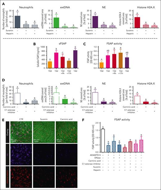 Activation of FSAP by exposed histones during the removal of the first wave of NETs contributes to the second wave of the traps. Endotoxemia (LPS IP; 1 mg/kg b.w.) was induced to follow the events occurring between days 13 and 14 after its initiation. (A) Impact of neutralization of histone activity by administration of polyanions (suramin or heparin) on day 13 on the influx of neutrophils into the liver and NET formation on day 14 (regime as in supplemental Figure 5). NETs adhering to the liver endothelium were estimated by IVM: extDNA, NE, and histones H2A.X. Total concentration (B) and the enzymatic activity (C) of FSAP protease present in the blood plasma were measured by ELISA and the activity assay, respectively. The standard imaging time was 10 AM, but on day 13, data were also collected 9 and 17 hours later (day 13 + 9 hours and day 13 + 17 hours, respectively). (D) To block FSAP activity, carminic acid or a C1 esterase inhibitor were applied on day 13 (regime as in supplemental Figure 5), and neutrophil numbers and NET components (extDNA, NE, and H2A.X histones) were followed on day 14 with IVM. (E) Representative images of NET formation on day 14 in animals treated with carminic acid or a C1 esterase inhibitor on day 13. Histones were stained with AF568–anti-H2A.X Abs (red), NE with AF647–anti-NE Abs (violet), and extDNA with SYTOX Green (bright green). The colocalization of NET components was visualized by overlaying the images from individual channels. The scale bar indicates 50 μm. (F) FSAP activity at day 14 after induction of endotoxemia measured in the blood plasma of control mice and animals treated with inhibitors and neutralizing compounds used in panels A (heparin and suramin) and panel D (carminic acid and C1 esterase inhibitor), along with ADAMTS13, DNase I, or their combination. The data in the graphs are expressed as the mean ± SD of at least 3 fields of view. Statistically significant differences according to the 1-way ANOVA are designated by letters, in which the same letter indicates no differences between groups, and different letters indicate statistical differences (Bonferroni post hoc; n = 3-5). OD, optical density; sFSAP, soluble Factor VII-activating protease.