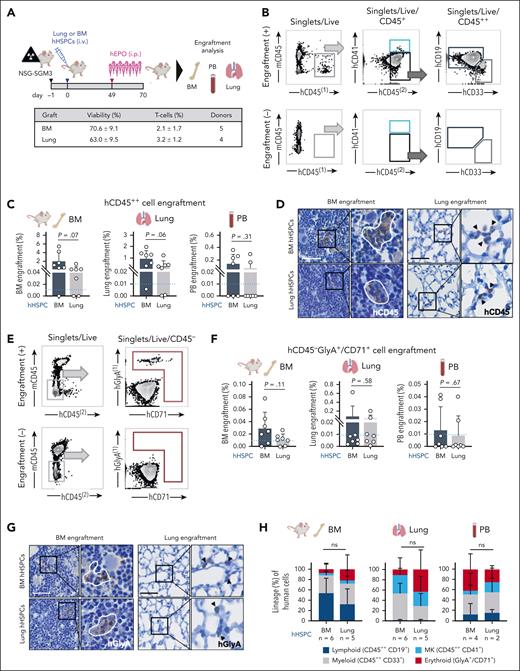 Human lung–derived hematopoietic progenitors have in vivo engraftment potential. (A) Experimental procedure to compare the in vivo engraftment efficiency of lung and BM hematopoietic progenitors: after sublethal irradiation, NSG-SGM3 mice were injected IV with either 1.5 × 106 Live/Lin− human lung or BM cells. Ten weeks after transplantation, the BM, PB, and lung of recipient mice were collected and investigated for human cell engraftment. The graft properties are summarized in the table below. (B) Representative flow plots of human myeloid (hCD45++, hCD33+) and lymphoid (hCD45++, hCD19+) cell engraftment in the BM of a recipient mouse (+, upper panel) and nontransplanted control (−, lower panel). (C) Engraftment efficiency of human cells after xenotransplantation measured by flow cytometry. Bar graphs represent the percentage of hCD45++ cell engraftment in the BM, lung, and PB of recipient mice after transplantation of HSPCs from human BM (black) or lung (white). Mean ± SD; Student t test values are given, and individual data points for each animal are plotted as gray dots. Blue dotted line indicates threshold for positive engraftment. (D) Detection of human cells in the BM (left panel) and lung (right panel) of recipient mice by immunostaining against human CD45 (hCD45). Scale bar, 50 μm. (E) Representative flow cytometry plots of human erythroid (CD45−, hGlyA+, or hCD71+) cell engraftment in the BM of a recipient mouse (+, upper panel) and nontransplanted control (−, lower panel). (F) Human erythroid cell expansion (CD45−, hGlyA+, or hCD71+) in the BM, lung, and PB of recipient mice measured by flow cytometry. Bar graphs representing the percentage of CD45−hGlyA+hCD71+ cells in BM, lung, and PB after transplantation of HSPCs from human BM (black) or lung (white). Mean ± SD; Student t test values are given, and individual data points for each animal are plotted as gray dots. Blue dotted line indicates threshold for positive engraftment. (G) Detection of human erythroid cells in the BM (left panel) and lung (right panel) of recipient mice by immunostaining against human GlyA (hGlyA). Scale bar, 50 μm. (H) Proportion of lineage expansion across all human cells detected in the BM, lung, and PB, respectively. Stacked bars represent mean proportion ± SD; ANOVA followed by Sidak multiple comparison test; ns, not significant.