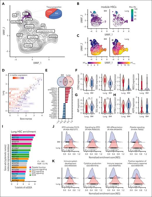 Comparative transcriptomic analysis of lung and BM HSCs reveals shared and unique gene expression profiles. (A) Uniform manifold approximation and projection (UMAP) projection of BM and lung Lin− CD34+ progenitor hierarchy from 8 human donors highlighting the HSC/MPP cluster (purple). The pie graph indicates the proportion of cells from the BM (blue) and lung (red) within the MP subset. (B) Grouping of gene expression patterns into modules using Monocle3. Aggregate expression values of genes in the module highly specific for HSCs (supplemental Figure 7) are shown individually for the BM and lung. (C) Pseudotime calculation for each cell within the BM and lung using Monocle3 to infer progression through different cellular differentiation to provide insights into the developmental trajectory. (D) Scatterplot of median gene expression of cells in the HSC/MPP cluster from the lung (red) and BM (blue) to visualize consistent (gray) and differentially (highlighted) expressed genes. (E) Venn diagram and top 10 differentially expressed genes. The number in each circle represents the amount of differentially expressed genes between lung (red) and BM (blue), and the overlapping number indicates mutual differentially expressed genes based on the Wilcoxon rank-sum test in Seurat’s “FindMarkers” function. (F) Box and violin plots showing the distribution of selected genes upregulated in pulmonary HSCs. Wilcoxon adjusted P < .001. (G) Selection of marker genes shared between lung and BM as box and violin plots, respectively. (H) Box and violin plots showing the distribution of markers genes upregulated in BM HSCs, Wilcoxon adjusted P < .001. (I) T.statistic of single-sample gene set enrichment analysis (ssGSEA) scores for selected gene sets (Hallmark, Reactome, Biocarta, KEGG) enriched in pulmonary HSCs categorized by recurring functions. (J) Enrichment ridge plots comparing the distribution of enrichment scores in HSCs from lung (red) and BM (blue) of selected Reactome pathways. Rug plots indicate the scores of individual cells along the ridge plot. P values are given in the figure, FDR R-HSA-9027277 = 2.38 × 10−4; FDR R-HSA-9006335 = 0.09; FDR R-HSA-8936459 = 0.03; R-HSA-76002 = 2.03 × 10−10. (K) Enrichment ridge plots showing the distribution of enrichment scores in lung (red) and BM (blue) with individual cell placement on the rug plot to compare selected Gene Ontology Biological Process gene set enrichments. P values are given in the figure, FDR GO:00025 = 1.77 × 10−6; FDR GO:0001816 = 2.42 × 10−7; FDR GO:0006955 = 6.70 × 10−7; GO:0050729 = 2.02 × 10−8. earlyEry, early erythroid progenitor; ECM, extracellular matrix; EMP, erythroid megakaryocytic progenitor; Eo/Ba/Ma, eosinophil/basophil/mast cell progenitor; FDR, false discovery rate; GFR, growth factor receptor; lateEry, late erythroid progenitor; MultiLin, multilineage; My, myeloid cell; nd, not determined; ns, not significant; prog/stroma mix, progenitor stroma cell mix.