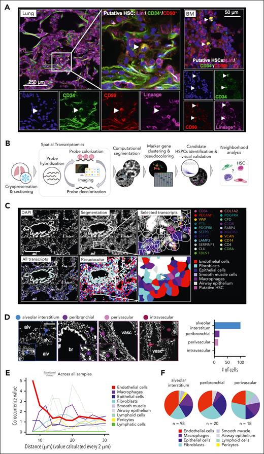 Spatial mapping of phenotypic CD34+ HSPCs in the lung. (A) Immunofluorescence imaging of putative HSCs (Lin−/CD34+/CD90+) in the human lung and BM. Left panel: representative section of lung showing a Lin−/CD34+/CD90+ in the interstitial space. Right panel: representative section of BM showing 2 Lin−/CD34+/CD90+ cells. (B) Spatial transcriptomics analysis workflow. smFISH was performed to visualize gene expression in human lung tissue. Transcripts were assigned to individual cells after cell segmentation and cells were annotated based on marker gene expression (supplemental Figure 10A-D). HSPC candidate cells were computationally identified based on their gene signature and visually validated (supplemental Figure 10E-F; supplemental Figure 11A-B). (C) Representative image of a putative HSPC in its pulmonary niche. Upper panel (left to right): DAPI staining, QuPath segmentation, zoom on putative HSC (arrow). Selected transcripts are shown. Lower panel (left to right): all transcripts, pseudocoloring of cell types in the lung tissue based on marker clustering (supplemental Figure 10). Zoom on putative HSPC in niche. Scale bar, 250 μm. (D) Anatomic location of candidate cells in the lung. Representative images of phenotypic HSPCs in 4 major locations (alveolar interstitium, peribronchial, perivascular, or intravascular) and proportion of cells in each location. Scale bar, 150 μm. (E) Squidpy co-occurrence score computed every 2 μm between putative HSPCs and the rest of the clusters across lung tissue sections from 4 organ donors. High score values indicate greater co-occurrence probability; endothelial cells (red) co-occur with the HSPCs at short distances. (F) Pie graphs showing the proportion of neighboring cells within a radius of 20 μm from the putative HSPCs in the major anatomic locations. Alv, alveolar space; br, bronchus; DAPI, 4′,6-diamidino-2-phenylindole; smFISH, single-molecule fluorescence in situ hybridization; vasc, vasculature.