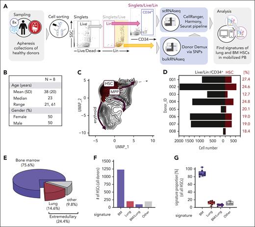 HSCs with pulmonary signatures are mobilized during apheresis collections for transplantation. (A) PB stem cells of 8 healthy donors given granulocyte colony-stimulating factor (G-CSF) for mobilization were collected via apheresis and cryopreserved (sampling). Live/Lin−/CD34+ cells were flow sorted and encapsulated; 10× Chromium Single 3' v2 libraries were prepared, pooled, and sequenced (scRNA-seq). For donor demultiplexing via single nucleotide polymorphisms, bulkRNAseq was performed on Live/Lin+ cells. After Louvain clustering and annotation, phenotypic HSCs were subsetted from the mobilized pool and examined for their expression of canonical, lung, and BM HSC signature genes using UCell. (B) Basic demographics of the donor population. (C) Batch-corrected UMAP representation highlighting the HSC/MPP cluster (red), arrows indicate developmental trajectory into more committed progenies (erythroid, myeloid, lymphoid). (D) The total number of progenitor cells and number of HSCs per donor. Fraction of HSCs among all cells is given in red. (E) Pie graph showing the proportions of medullary (blue) and extramedullary (lung, red; other, gray) signatures in the HSC fraction of apheresis samples. (F) Bar graph showing the absolute numbers of HSCs across all donor that had a unique BM (blue) or lung (red) signature, cells that exhibited features of both BM and lung (violet), and cells that could not be assigned to either of these categories (gray). (G) Box and whisker plot representing the percentage of medullary and extramedullary signatures identified the HSC population. Dots represent the individual allogeneic donors. bulkRNAseq, bulk RNA sequencing.