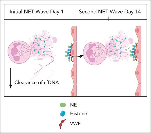 Santocki et al demonstrated that following initial NETosis response, exposed NET remnant histones induce a secondary wave of NETosis. cfDNA, circulating free DNA; VWF, von Willebrand factor. Figure created with BioRender.com.