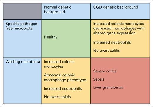 Summary of the key findings as reported in the paper by Mansoori Moghadam et al. The CGD genetic background in combination with a specific pathogen-free (standard laboratory) microbiota or a healthy genetic background with a wildling microbiota both lead to abnormalities of colonic phagocytes and low-grade inflammation but no overt colitis. However, the combination of the CGD genetic background and wildling microbiota leads to severe spontaneous colitis with translocation of bacterial species and distant granuloma formation.