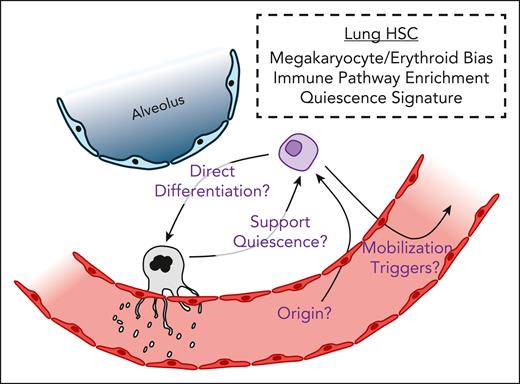 Defining the signature and impact of lung HSCs. Lung HSCs have a bias toward megakaryopoiesis and erythropoiesis. They are also enriched for genes related to immune pathways and the maintenance of quiescence. The overwhelming majority of lung HSCs reside within the alveolar interstitium where gas exchange between inhaled air and the dense pulmonary capillary networks takes place. Several questions remain, highlighted in purple text, regarding the physiologic impact of lung HSCs. Do lung HSCs contribute directly to the lung megakaryocyte pool and in return support local HSC quiescence? What are the origins of lung HSCs? How and when are lung HSCs mobilized?
