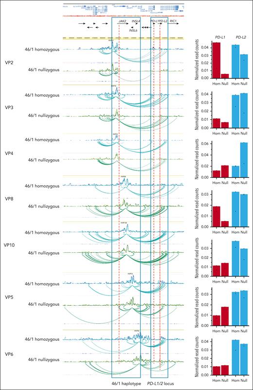 Chromatin contacts of JAK2 with the PD-L1 locus differ between the nonrisk and the 46/1 haplotype. Visualization of a 1.6 Mb region from human chromosome 9, spanning the JAK2 and PDL1/2 loci (hg19 chr9:4300000-5900000). Chromatin interactions established from the 7 distinct genomic regions or viewpoints (VP2, VP3, VP4, VP8, VP10, VP5, and VP6; genomic coordinates in supplemental Table 2) are shown as spider plots. Healthy individuals who were 46/1 nullizygous (green and light green, n = 2) or 46/1 homozygous (blue and light blue, n = 2) are shown for each VP, with differences between them around PD-L1/2 indicated. Regions corresponding to the 46/1 haplotype and the PDL-1/2 loci are boxed. Black horizontal arrows below the University of California Santa Cruz browser view indicate the position of all genes in the region, and the names of those referred to in this study are included. On the right of each spider plot, normalized read counts (or contacts) are shown for both PD-L1 (red) and PD-L2 (blue). As indicated, the left column for each locus represents 46/1 homozygous (Hom) and right column 46/1 nullizygous (Null). As an example, there is a marked reduction in normalized read counts between VP2 and PD-L1 on comparison of 46/1 homozygotes with 46/1 nullizygotes. There is also a reduction in the interaction between VP2 and PD-L2, but this is much more modest.