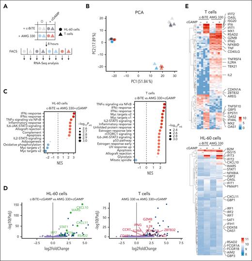 Transcriptional responses to IFN-α, IFN-γ, and TNF underlie the improved target cell killing in the presence of cGAMP. (A) Overview of bulk RNA sequencing approach; HL-60 and human T cells were cocultured for 8 hours in the presence of AMG 330 ± cGAMP and separated by FACS before subjecting them to RNA sequencing. c-BiTE conditions served as control. (B) Principal component analysis (PCA) applied to the RNA sequencing data collected from the 4 experimental conditions and the 2 indicated cell types (as outlined in panel A; n = 3). (C) Gene set enrichment analysis for the comparison of c-BiTE and AMG 330 + cGAMP in HL-60 and T cells. Normalized enrichment score (NES) is depicted for the indicated hallmark gene sets; the size of the dot represents the adjusted P value for each gene set. (D) Volcano plot showing the gene expression differences between cGAMP treatment and combined AMG 330 + cGAMP treatment in HL-60 cells (left) and AMG 330 treatment and combined AMG 330 + cGAMP treatment in T cells (right). Negative log10-adjusted P values (y-axis) are plotted against the log2-transformed fold changes in gene expression (x-axis). Significantly upregulated (adjusted P < .05; absolute fold change > 2) genes are shown in blue, with genes associated with an ISG response highlighted in green (left) and genes associated with T-cell activation highlighted in red (right). (E) Heat maps of the top 200 most variable genes in HL-60 and T cells clustered hierarchically across all conditions; relevant genes are highlighted. Color coding corresponds to normalized and log2-transformed read counts. FACS, fluorescence activated cell sorting; PC1, principal component 1.