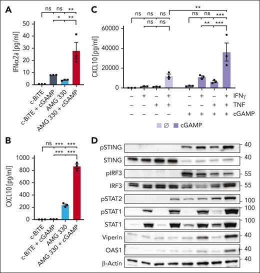IFN-γ and TNF sensitize AML cells to STING agonism. (A-B) Levels of IFN-α2a (A) or CXCL10 (B) measured after 72 hours by CBA (IFN-α2a) or ELISA (CXCL-10), from cocultures of human T cells and HL-60 cells treated as indicated (E:T, 1:10; n = 3). (C) Levels of CXCL-10 measured after 16 hours in the supernatant of HL-60 cells treated as indicated (IFN-γ, 20 ng/mL; TNF, 0.5 ng/mL; cGAMP, 40 μg/mL). (D) Immunoblots of lysates of HL-60 cells treated for 16 hours as indicated (IFN-γ, 20 ng/mL; TNF, 20 ng/mL; cGAMP, 40 μg/mL). Means ± SEM are presented. Statistical analysis was performed using the ordinary 1-way ANOVA with the Tukey comparison or the 2-way ANOVA with the Tukey comparison (panel C). ns, P > .05; ∗P < .05; ∗∗P < .01; ∗∗∗P < .001. ELISA, enzyme-linked immunosorbent assay; ns, not significant.