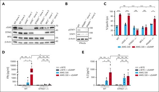 Intrinsic STING signaling in target AML cells is required for enhancing AMG 330–mediated lysis. (A) Immunoblots of monoclonal HL-60 cell lines of the indicated genotypes generated by CRISPR-Cas9 gene editing. (B) Monoclonal HL-60 cell lines of the indicated genotypes were treated with IFN-α2a, and phosphorylation of STAT1 (pSTAT1) was determined by immunoblotting. (C) Flow cytometric analysis of AMG 330–mediated (5 ng/mL) cytotoxicity after 72 hours against HL-60 cell lines of the indicated genotypes (mean of 2 independent knockout clones) in cocultures with human T cells (E:T, 1:10, n = 3). Specific lysis was calculated relative to the c-BiTE condition. The concentration of added cGAMP in cocultures was 40 μg/mL. (D-E) Levels of IFN-γ (D) and IL-2 (E) as determined by CBA analysis of cocultures of human T cells and wild-type or STING-deficient HL-60 cells in the presence of the indicated treatments after 72 hours (n = 3). Means ± SEM are presented. Statistical analysis was performed using the 2-way ANOVA with the Tukey comparison. ns, P > .05; ∗P < .05; ∗∗∗P < .001. E:T, effector-to-target ratio; ns, not significant; WT, wild-type.