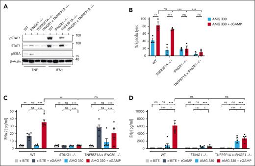Intrinsic STING signaling in target AML cells requires priming by effector T-cell–derived cytokines. (A) HL-60 cell lines of the indicated genotypes were treated with IFN-γ or TNF, and pSTAT1 or phosphorylation of IκBα (pIκBα) was assessed by immunoblotting. (B) Flow cytometric analysis of AMG 330–mediated (5 ng/mL) cytotoxicity against HL-60 cell lines of the indicated genotypes (mean of 2 independent knockout clones) in cocultures with human T cells after 72 hours (E:T, 1:10; n = 3). Specific lysis was calculated relative to the c-BiTE condition. The concentration of added cGAMP in cocultures was 40 μg/mL. (C-D) Levels of IFN-α2a (C) and IFN-γ (D) determined after 72 hours by CBA analysis of the supernatants of cocultures of human T cells and HL-60 cells of the indicated genotype in the presence of c-BiTE or AMG 330 ± cGAMP (n = 3). Means ± SEM are presented. Statistical analysis was performed using the 2-way ANOVA with the Tukey comparison. ns, P > .05; ∗P < .05; ∗∗P < .01; ∗∗∗P < .001. E:T, effector-to-target ratio; ns, not significant; WT, wild-type.