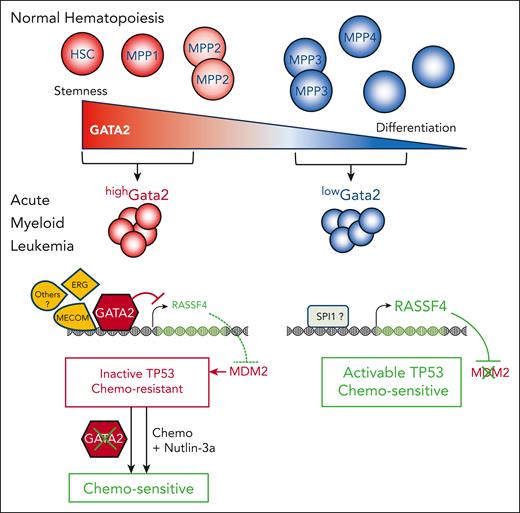 In normal hematopoiesis, GATA2 is highly expressed in the most immature HSCs and multipotent progenitors (MPP1 and MMP2) but less in other progenitors. Transformation by the MLLAF9 fusion oncogene generates highGata2-expressing cells (red) that are more resistant to chemotherapy than lowGata2-expressing cells (blue). Molecularly, highGata2 AML cells exhibited high ERG expression and high MECOM motif accessibility on chromatin, strongly repressed RASSF4 gene expression, TP53 inactivation through high MDM2 level, and chemoresistance. In contrast,lowGata2 leukemic cells showed higher RASSF4 expression, possibly through a positive regulation by SPI1. It is proposed that RASSF4 inhibits MDM2 favoring TP53 activation and a chemosensitive state. Inactivation of Gata2 in highGata2 as well as combined treatment with the TP53-MDM2 inhibitor nutlin-3a resensitized them to chemotherapy (Chemo).