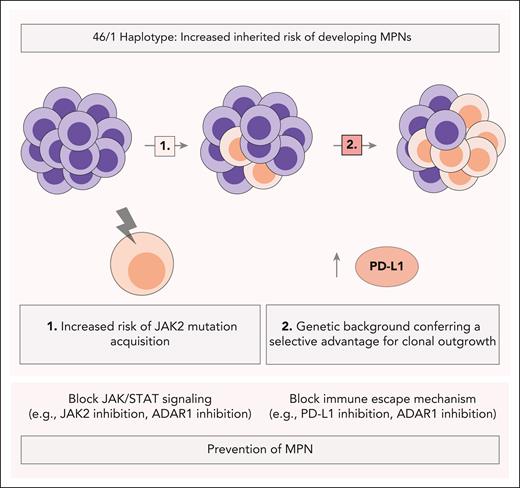 JAK2 46/1 haplotype proposed mechanisms in MPN risk and progression. The JAK2 46/1 haplotype increases the inherited risk of developing MPNs through 2 proposed mechanisms: (1) it predisposes carriers to the acquisition of JAK2 mutations, and (2) its genetic background provides a selective advantage for clonal outgrowth. In this context, MPN-derived stem cells with high PD-L1 expression may establish an immunosuppressive microenvironment in the bone marrow, promoting disease progression. These mechanistic insights may inform the development of diagnostic and therapeutic strategies aimed at preventing MPN progression, including blocking immune escape mechanisms (eg, PD-L1 inhibition, ADAR1 inhibition) alongside targeting JAK/STAT signaling (eg, JAK2 inhibition, ADAR1 inhibition).
