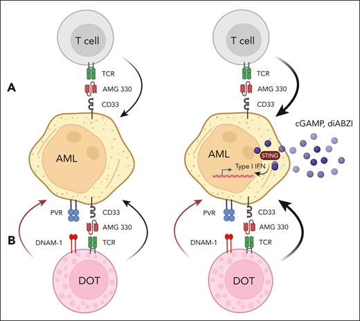 STING agonists enhance efficacy of bispecific T-cell engager AMG 330 in AML. (A, left) AMG 330 crosslinks CD3 as part of the T-cell receptor (TCR) on T cells with CD33 on AML cells and thereby triggers killing of AML cells. (A, right) The efficacy of AMG 330 is strongly increased by STING agonists cGAMP and diABZI, which stimulate a type I interferon response in AML cells. (B, left) Delta One T (DOT) cells may be superior effector cells. DOT cells efficiently kill AML cells through interaction of DNAM-1 receptor on DOT cells with polio virus receptor (PVR) on AML cells. Because DOT cells express the CD3/TCR complex, AMG 330 should also activate DOT cells, possibly synergistic with the DNAM1/PVR pathway. (B, right) The additional application of STING agonists is expected to further increase the susceptibility of AML cells through stimulation of the type I interferon response. Figure created with BioRender.com.