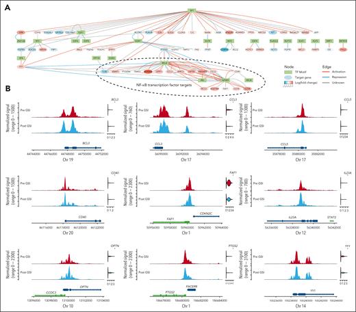 Perturbations in tumor cell transcriptional regulatory network after the inhibition of γ-secretase. (A) Network diagram illustrating tumor cell transcription factor binding motifs (green) overrepresented in differentially accessible promotor regions after γ-secretase inhibition. Target genes are represented by ovals, in which the red fill color corresponds to increased expression after GSI and blue indicates reduced expression. Edges represent the expected transcriptional regulation curated from a database of human transcriptional regulatory networks (TRRUST v2). (B) Pseudobulk normalized frequency of Tn5 insertion events (a measure of chromatin accessibility) for ATAC-seq peaks encompassing the NFKB1 transcription factor binding motif (MA0105.4). Only peaks within 3 kilobases of a known target gene’s promoter that are statistically correlated with its expression are shown. The violin plots to the right of the tracks illustrate the normalized mRNA expression. Complete results of statistical testing are provided in supplemental Table 6. Chr, chromosome.