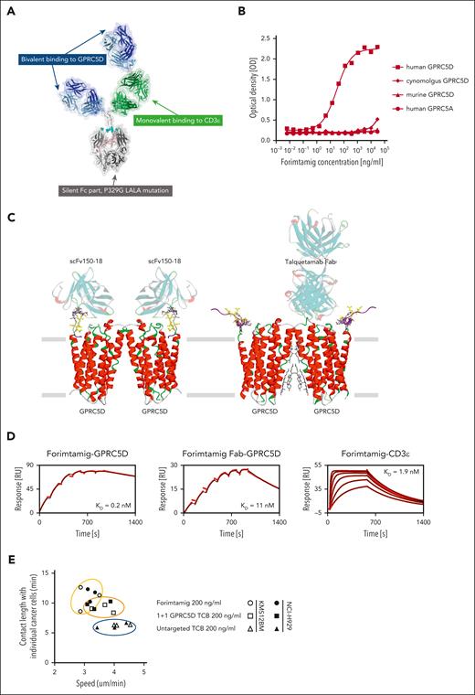 Biochemical characterization of forimtamig and synapse formation. (A) The molecular model of forimtamig was generated and visualized with discovery studio 2021; residues involved in the P329G LALA silent Fc mutations are shown as spheres colored in cyan. (B) Binding kinetics was measured using horseradish peroxidase (HRP)-based colorimetric analysis in Chinese hamster ovary (CHO) cells transfected with mouse, cynomolgus, or human GPRC5D or human GPRC5A and incubated with increasing concentrations of forimtamig. (C) The likely epitope of forimtamig could be mapped to the unstructured N terminus of GPRC5D and is shown in the context of 2 recently published cryo-electro magnetic (EM) structures of GPRC5D homodimer, in complex with 2 scFvs (protein data bank (PDB) ID 8yzk) and in complex with a single talquetamab Fab anti-GPRC5D (PDB ID 9ima); the core epitope (yellow ball and stick representation) consists of GPRC5D residues 5 to 10, but an additional involvement of residues 11 to 16 (gray stick representation) cannot be ruled out; as the unstructured N terminus is not or only partially resolved in the published structures, the missing N-terminal segments (purple ribbon representation) were remodeled from the AlphaFold model and the shown conformations represent only a placeholder for a whole ensemble of possible conformations; the actual conformation of GPRC5D’s N-terminal segment in complex with forimtamig anti-GPRC5D has yet to be determined. (D) Grating-coupled interferometry (GCI) was used to determine affinities (equilibrium dissociation constant, KD) of forimtamig and forimtamig monovalent Fab to human GPRC5D and of forimtamig to human CD3ε; black lines indicate fit according to a 1:1 Langmuir model. (E) Correlation of contact duration and speed of fluorescently labeled T cells as measured by confocal live cell imaging to determine the stability of immunological synapses; all treatments are at 200 ng/mL. scFv, single-chain variable fragment.