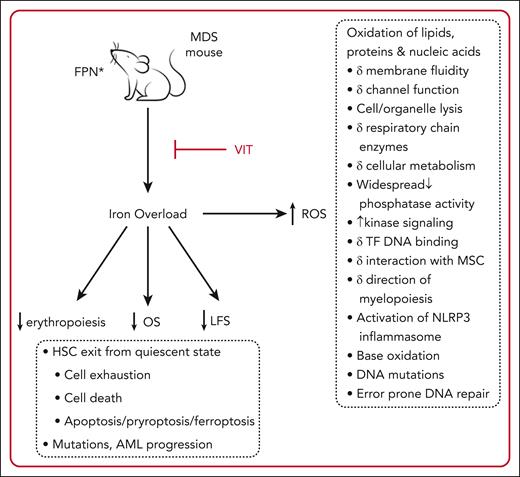 Effects of IOL in a murine model of MDS. FPN mutation leads to increased GI iron absorption and IOL, in turn leading to inferior erythropoiesis, LFS, and OS. IOL results in formation of ROS, an indicator of oxidative stress. Cellular processes impacted by oxidative stress in preclinical studies are listed in the dashed boxes and lead to HSC death or mutation with MDS progression.2 These effects are reversed by blocking FPN with VIT. Luspatercept plus VIT has an additive beneficial effect on erythropoiesis. ∗, C326S mutation; AML, acute myeloid leukemia; FPN, ferroportin; HSC, hematopoietic stem cell; LFS, leukemia-free survival, MSC, mesenchymal stromal cells; ROS, reactive oxygen species; TF, transcription factor.