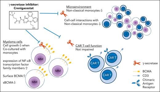 Effects of GSI inhibition with crenigacestat in the context of anti-BCMA CAR T cells. Although crenigacestat increased surface expression of BCMA on myeloma cells and decreased levels of soluble BCMA, expression of genes targeted by NF-κB family members was altered. Coculture of myeloma cells with monocytes in the presence of GSI inhibited myeloma cell growth. Changes in the microenvironment included decreased numbers and cell-cell interaction of nonclassical monocytes. Importantly, CAR T-cell function was not impaired by GSI.