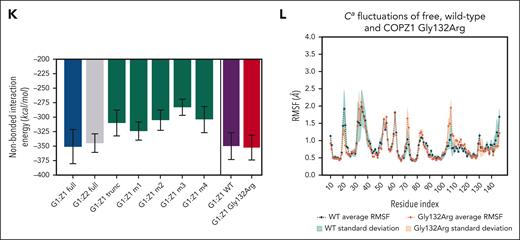 COPZ1 mutations in 3 patients with CN. (A-B) Family trees and corresponding Sanger sequencing traces showing the inheritance of the homozygous stop-codon mutation c.445C>T:p.Gln141Ter (A) or MS mutation c.394G>C, p.Gly132Arg. (B) in COPZ1 in patients (P1-P3) with CN. Red arrows indicate positions of mutations. (C-D) Bone marrow smears of patients P1 (×100 original magnification) and P3 (×50 original magnification). (E) Neighbor-joining phylogenetic tree of COPZ1 proteins, performed with 1000 bootstrap replications. (F) Schematic representation of the COPZ1 gene (top) and COPZ1 protein (bottom) sequences highlighting protein domains, and positions of mutations. (G) Representative western blot images of COPZ1 protein in lysates of WT or COPZ1-TR K562 cells. α-tubulin staining was used to control protein loading. (H-I) RMSF plots of free full-length COPZ1 (H) and COPZ1-TR (I) show structural destabilization of the C-terminal segmented COPZ1 upon truncation. Purple dots and green shades represent the Cɑ RMSF averages and standard deviations from 3 independent simulations. (J) Estimation of backbone entropy change across the 4 states of free, full-length COPZ1 (upper left), free COPZ1-TR (upper right), bound COPZ1 full length (lower left), and bound COPZ1-TR (lower right) indicate a higher entropic penalty on the COPZ1-TR upon binding to COPG1. Large putty cartoons show the average Cɑ RMSF in tube width and color (in ascending order, cyan, blue, magenta, and red). Small cartoons show the whole model, in which COPZ1 is cyan, COPG1 is yellow, and the last backbone atom in COPZ1 is shown as a purple dot. (K) Quantifying the COPZ1:COPG1 interaction energies shows no difference in COPG1 binding by either COPZ1 or COPZ2. Moreover, an apparent loss of interaction energy is observed for COPZ1-TR, which is on par with previously described interaction mutants (COPZ1 mut1 and mut4).25 (K-L) The COPZ1-MS mutation, however did not cause any difference in either binding interactions with COPG1 (K) or structural stability in the unbound form (L). Ca, Carassius auratus; Ce, Caenorhabditis elegans; Dr, Danio rerio; Hs, Homo sapiens; Mm, Mus musculus; Ol, Oryzias latipes; Pt, Pan troglodytes; RMSF, root mean square fluctuation.