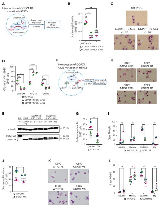 Mutated COPZ1 suppressed granulocytic differentiation of human HSPCs in vitro. (A) Schematic representation of the experimental protocol for gene editing and granulocytic differentiation of iPSCs. Created with BioRender.com. (B) Flow cytometry analysis at day 28 of iPSC myeloid differentiation. The percentage of iPSC-derived CD15+CD16+CD45+ neutrophils is shown. Means from 3 independent experiments (large symbols) performed in technical duplicates (small symbols) are plotted (pink, first experiment; gray, second experiment; green, third experiment). Statistical significance, ∗∗P < .01. (C) Representative cytospin images of iPSC-derived hematopoietic cells at day 28 of differentiation stained with May-Grünwald-Giemsa stain (×60 original magnification) for the indicated iPSC lines. (D) CFU assay of iPSC-derived CD34+CD45+ cells isolated at day 14 of iPSC differentiation. CFU counts are shown for the indicated iPSC lines. Data are represented as mean from 3 independent experiments (large symbols) performed in technical duplicates (small symbols). Pink represents the first experiment, gray is the second, and green is the third. CFU types included granulocytes, erythrocytes, monocytes, megakaryocytes (GEMM); granulocytes, monocytes (GM); granulocytes (G); monocytes (M). Statistical significance, ∗∗P < .01; ∗∗∗∗P < .0001. (E) Representative western blot images of lysates from iPSC clones C2 (lines 3 to 5) and G2 (lines 6 to 8) demonstrate a truncated (TR) COPZ1 protein at day 1, 14, and 28 of myeloid differentiation. The first lane on the left shows the control cell line THP1 (WT COPZ1) for comparison. (F) Schematic representation of gene editing and granulocytic differentiation of CD34+ CB-HSPCs after introducing TR- or MS COPZ1. Created with BioRender.com. (G) Percentage of neutrophilic CD45+CD15+CD66b+CD11b+CD16+ population at day 14 of LCD of COPZ1-TR or AAVS1 edited CD34+ CB-HSPCs from healthy donors. Data from 4 independent experiments are presented (pink, first experiment; gray, second experiment; green, third experiment; blue, fourth experiment). Large symbols represent the average value for each experiment, and small symbols represent technical replicates. Statistical significance, ∗∗P < .01. (H) Representative images of Wright-Giemsa–stained cytospin preparations of differentiated cells on day 14 of LCD of 2 healthy donors (×60 original magnification). (I) Percentage of different cell populations on cytospin slides. 100 cells are counted per slide. Data are plotted as means from 4 independent experiments (color coded per experiment). Statistical significance, ∗∗P < .01. (J) Percentage of CD45+CD15+CD66b+CD11b+CD16+ neutrophils at day 14 of LCD of COPZ1-MS and WT control-edited CD34+ CB-HSPCs from healthy donors. Data from 4 independent experiments are presented (pink, first experiment; gray, second experiment; green, third experiment; blue, fourth experiment). Large symbols represent the average value for each experiment, and small symbols represent technical replicates. Statistical significance: ∗∗∗P < .001. (K) Representative images of Wright-Giemsa–stained cytospin preparations of cells on day 14 of LCD of 2 healthy donors (×60 original magnification). (L) Percentage of different cell populations on cytospin slides of in COPZ1-MS group compared with WT control-edited cells. Data are plotted as means from 4 independent experiments (large symbols: pink, gray, green, and blue), performed in 2 to 4 technical replicates (small symbols). Statistical significance, ∗P < .05; ∗∗P < .01. BC, band cell; EB, embryoid based; Mϕ, macrophage; MB, myeloblast; MM, metamyelocyte; MY, myelocyte; ns, not significant; PM, promyelocyte; PMN, polymorphonuclear cell.