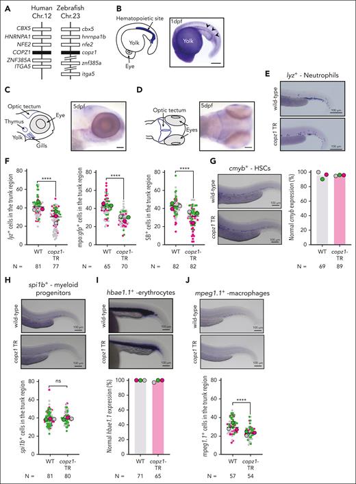 Truncated (TR) Copz1 inhibited myelopoiesis in zebrafish. (A) Comparison of human and zebrafish COPZ1 loci synteny, showing syntenic conservation. (B-D) Spatial copz1 expression in wild-type embryos stained using whole-mount in situ hybridization at 1 dpf (B), at 5 dpf lateral view (C), and 5 dpf top view (D). Arrows indicate the localization of the copz1 expression. (E) Representative images of lyz-expressing neutrophils in copz1 gene-edited zebrafish embryos compared with wild type. (F) Cell counts of lyz-expressing neutrophils, mpo:gfp–expressing neutrophils, and Sudan black (SB) B–stained neutrophils. (G-J) Effects of Copz1-TR on various hematopoietic cell lineages. The left panel show representative images of the whole-mount in situ hybridization for cmyb (HSCs) (G), sp1b (early myeloid progenitors) (H), hbae1.1 (erythrocytes) (I), and mpeg1.1 (macrophages) (J) in wild-type and copz1 gene-edited embryos at 1 dpf (I) and 2dpf (G-H,J). The right (G) and lower (I) panels show a quantitative analysis of the stained cells in the trunk region, displaying the percentage (%) of normal gene expression patterns or (H,J) numbers of stained cells. In panels F,H,J, each of the small dots represents the number of cells of an individual embryo. Each of the big dots represents the mean of 1 of 3 independent experiments (pink, first; gray, second; green, third). Statistical significance: ∗∗P < .01; ∗∗∗P ≤ .01; ∗∗∗∗P ≤ .001. Scale bars represent 100 μm. hbae1.1, hemoglobin, alpha embryonic 1.1; lyz, lysozyme C; mpo, myeloperoxidase; mpeg1.1, macrophage-expressed gene 1.1; ns, not significant.