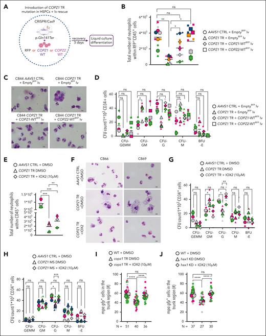 Restoration of defective granulopoiesis in COPZ1 mutated HSPCs by COPZ2 overexpression or HIF1α stabilizer IOX2. (A) Schematic of the in vitro COPZ2 rescue experiment in COPZ1-TR CD34+ cord blood (CB)-HSPCs. Created with BioRender.com. (B) Cell number for mature neutrophils (CD45+CD15+CD66b+CD11b+CD16+) derived from 5 healthy donors on day 14 of LCD, after introduction of COPZ1-TR or AAVS1 edited control, and overexpression of an RFP empty vector, COPZ1 WT, or COPZ2 WT, as assessed by flow cytometry. Data shown as means of total cell counts (large symbols) from 5 donors (color coded), with each donor's experiment performed in technical duplicates (small symbols). Statistical significance: ∗∗P < .01; ns, not significant. (C) Representative May-Grünwald-Giemsa–stained images of indicated samples on day 14 of LCD; magnification ×60. (D) CFU assay of COPZ1-TR and AAVS1 control-edited CD34+ CB-HSPCs, transduced with lentiviral particles containing an RFP empty vector, COPZ1 WTRFP, or COPZ2 WTRFP (n = 3; color coded), on day 14 of LCD. CFU types included granulocytes, erythrocytes, monocytes, megakaryocytes (GEMM); granulocytes, monocytes (GM); granulocytes (G); monocytes (M); and burst-forming unit erythroid (BFU-E). Data represent means (large symbols) from 3 independent experiments in duplicates (small symbols). Statistical significance ∗P < .05. (E) Cell counts of CD45+CD15+CD66b+CD11b+CD16+ neutrophils of COPZ1-TR and AAVS1 edited control CD34+ CB-HSPCs treated with 10 μM IOX2 or DMSO. Cell counts are derived from 3 donors on day 14 of LCD, as assessed by flow cytometry. Data show the mean counts from every experiment (large symbols), performed in technical duplicates (small symbols). Statistical significance, ∗∗P < .01; ∗∗∗P < .001. (F) Representative May-Grünwald-Giemsa–stained images of indicated samples on day 14 of LCD. Original magnification ×60. (G-H) CFU assay of HSPCs treated with DMSO or IOX2 (10 μM). (G) COPZ1-TR and AAVS1 control-edited CD34+ CB-HSPCs (n = 3, in technical duplicates). (H) COPZ1-MS and WT control CD34+ CB-HSPCs (n = 3, in technical duplicates). (I-J) Quantification of mpo:gfp+ neutrophils after treatment with DMSO (control) or 10 μM IOX2 in wild-type and Copz1-TR zebrafish embryos (I) and wild-type and hax1 morpholino-induced KD zebrafish embryos (J). Each of the small dots represents the number of cells of an individual embryo. Each big dot represents the mean of 1 of 3 independent experiments. (#) represents the number of stained cells. Statistical significance, ∗∗∗∗P < .0001.