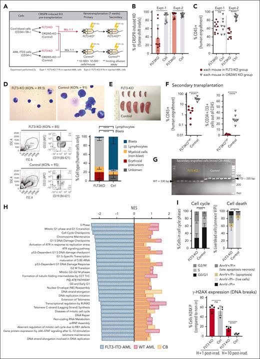 FLT3 deletion disrupts ITD-positive LSC-specific pathways and favors normal hematopoietic reconstitution. (A) Experimental overview of the competition assay where CB and sample ITD3 were co-transplanted after FLT3-KO and control gene KO; experiment performed twice: in experiment 1 (Expt-1), the % of FLT3-KO in AML cells pretransplant was 71%, and in experiment 2 (Expt-2), the % of FLT3-KO in AML cells pretransplant was 81%. (B) KO percentages of human grafts in each mouse transplanted with the mixture (CB and ITD3 cells) from Expt-1 and Expt-2; 18 to 20 mice per group; sublethally irradiated NSG female mice; 7 to 8 weeks of engraftment. (C) Human engraftment in the competition assay in Expt-1 and Expt-2; results refer to the injected femur. (D) Analysis of human cells isolated from mice BM from panel B, focused on grafts with high percentages of FLT3-KO (>80%, as indicated in the figure). Top: mouse-depleted BM cytospins stained with Giemsa, original magnification ×1000. Bottom left: blast gate (SSC/FSC) and expression of myeloid (CD33) and B-lymphoid (CD19) markers by flow cytometry, representative example. Bottom right: quantification of leukemic blasts and normal cells based on cytomorphology of Giemsa-stained slides from mouse-depleted BM specimens, FLT3-KO average 82%, n = 3 for each condition. (E) Photograph representing spleen size of the mice from the Expt-2 from competition assay, representative examples. (F) Secondary transplantation of 125 000 to 1 million human CD45+ cells per mouse, collected from primary FLT3-KOhigh (i.e., FLT3-KO of ≥90% on transplanted cells) and control grafts: human engraftment at 7 weeks in sublethally irradiated sex-matched NSG-SGM3 (left); CD34/CD33 expression in human grafts (right). (G) Secondary transplantation from panel F: assessment of the FLT3-ITD and FLT3-WT alleles in the human engrafted cells in mice from FLT3-KO and control groups, by PCR and gel electrophoresis. (H) Gene pathways downregulated by FLT3-KO specifically in FLT3-ITD AMLs and not in WT AMLs or normal CB cells; pathway enrichment analysis from the list of the genes differentially expressed by FLT3-KO and control groups of CB (3 samples), ITD-mutated AML (3 samples), and FLT3-WT AML (3 samples). (I) Cell cycle, cell death, and H2AX-P expression by flow cytometry in FLT3-KO and control groups of 2-week grafts from sample AML ITD2; 3-4 sublethally irradiated NSG female mice per condition; experimental design in supplemental Figure 3K. Positive engraftment was considered if ≥0.1% human cells; lineage characterization was performed only on grafts with ≥1% of human cells. Unpaired Student t test: ∗P < .05; ∗∗P < .01; ∗∗∗P < .001; ∗∗∗∗P < .0001; mean ± standard deviation values are reported in the graphs. ATR, ataxia telangiectasia mutated and rad3-related; bp, base pair; ctrl, control; IL-12, interleukin-12; irrad., irradiation; ns, nonsignificant; NES, normalized enrichment score; PID, pathway interaction database; snRNP, small nuclear ribonucleoproteins.
