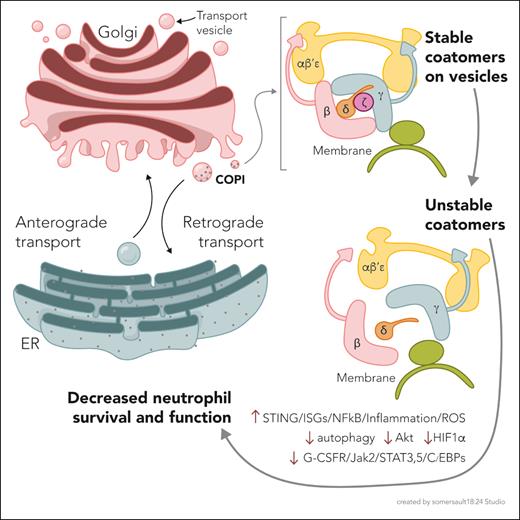 Disruption of COPZ1-dependent retrograde Golgi-ER trafficking results in neutropenia. Vesicles containing different protein and lipid cargo flow back and forth between the Golgi and the ER. To sort the vesicles and deliver them to appropriate sites, coatomer complexes (such as COPI) are assembled on the vesicle surface. The COPI coatomer complex consists of 7 subunits. The ζ subunit (COPZ1) was found to be mutated in 3 children with symptomatic neutropenia from 2 unrelated families. The mutations cause instability of the COPI coatomer complex. Associated with this coatomer instability are changes in signaling pathways involving interferon (STING), interferon-stimulated genes (ISGs), and granulocyte colony-stimulating factor at the receptor level (G-CFSFR). Also affected are transcription factors NFκB and HIF-1α. Altogether, these changes affect inflammation, autophagy, and survival. C/EBPs, CCAAT/enhancer binding proteins; ROS, reactive oxygen species.