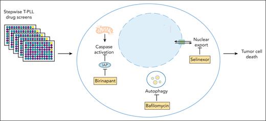 A high-throughput drug sensitivity screen identifies novel therapeutic targets in T-PLL. A comprehensive multistep drug screen featuring more than 2500 unique compounds identifies profound T-PLL–specific vulnerability to compounds targeting autophagy (bafilomycin A1), nuclear export (selinexor), and IAP proteins (birinapant). Targeting these novel pathway dependencies has the potential to improve T-PLL patients’ outcomes. IAP, inhibitor of apoptosis; T-PLL, T-cell prolymphocytic leukemia.