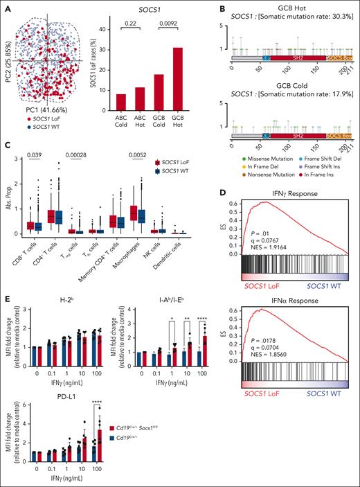SOCS1 mutations are enriched among GCB hot DLBCLs and enhance B-cell sensitivity to IFN-γ signaling. (A) PCA plot (left) and bar plot (right) showing the frequency of SOCS1 LoF alterations in each immune-related cluster. (B) Lollipop plots showing frequency and distribution of mutations in SOCS1 in GCB hot (top) and GCB cold (bottom) DLBCLs. (C) Immune cell deconvolution (CIBERSORTx) showing absolute inferred proportions of indicated immune cell subsets in SOCS1 LoF GCB DLBCLs compared with SOCS1 WT GCB DLBCLs. (D) GSEA plots showing upregulation of IFN-γ response genes and IFN-α response genes in SOCS1 LoF GCB DLBCLs compared with SOCS1 WT GCB DLBCLs. Fisher exact test with BH-adjusted P values for categorical variables. Kruskal-Wallis test followed by post hoc Dunn test with adjusted P values for continuous variables. (E) Fold change in MFI of H-2b, I-A/I-Eb, and PD-L1 on CD19+ splenocytes. CD19+ splenocytes from Cd19Cre/+ (n = 6) or Cd19Cre/+Socs1fl/fl mice (n = 6) were cultured with media or the indicated concentrations of IFN-γ for 48 hours, and expression levels of H-2b, I-A/I-Eb, and PD-L1 were measured. Mice were pooled from 3 independent biological replicates. Two-way ANOVA with Bonferroni correction, adjusted P values displayed. ∗adjusted P < .05; ∗∗adjusted P < .01; ∗∗∗adjusted P < .001; ∗∗∗∗adjusted P < .0001. ANOVA, analysis of variance; BD, Benjamini-Hochberg; MFI, mean fluorescence intensity.