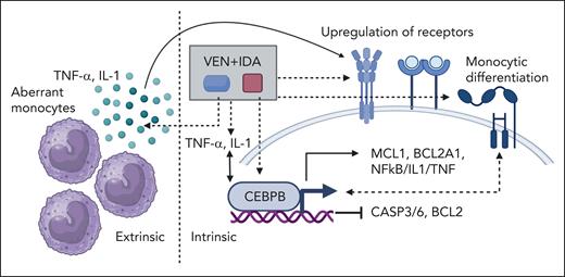 Interplay between intrinsic and extrinsic resistance mechanisms in monocytic AML. Idasanutlin (IDA) and venetoclax (VEN) treatment enhances CEBPB-mediated intrinsic and IL-1- and TNF-α-mediated extrinsic drug resistance in monocytic AML. CEBPB leads to an increased expression of BCL2A1, MCL-1, IL-1–TNF–NF-κB pathway genes and monocytic differentiation, whereas expression of BCL-2, CASP3, and CASP6 decreased. Abnormal monocytes in M4/M5 leukemia secrete IL-1 and TNF-α, which in turn confers extrinsic drug resistance to M4/M5 blasts expressing high levels of IL-1 and TNF-α receptors. Through an autocrine activation loop, IL-1β induces its own expression and expression of other prosurvival cytokines. IL-1 and TNF-α induce an increase in CEBPB in M4/M5 AML. Figure created with Biorender.com.