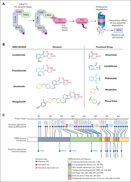 Overview of IMiD mechanism of action, the investigated compounds and reported CRBN mutations. (A) Schematic of the CRL4CRBN E3 ubiquitin ligase complex and the IMiD mechanism of action that results in myeloma cell cytotoxicity. Figure created with BioRender.com. (B) Chemical structures for Len, Pom, iberdomide (CC-220), and Mezi (CC-92480). Len and Pom share a common glutarimide ring and differ only through the replacement of the isoindolinone in Len by a phthalimide in Pom.9 This difference leads to altered neosubstrate degradation, with Len being the only one able to potently degrade the kinase CK1α in cells.10 The chemical composition of the next-generation CELMoDs has led to higher CRBN-binding affinity. Iber achieves that through its additional phenyl and morpholino moieties, which extend the interactions with the β-hairpin sensor loop resulting in enhanced stabilization of the closed conformation of CRBN and ultimately increased neosubstrate ubiquitination and degradation.2,11 The design of Mezi further improves this by creating additional interactions with CRBN, which results in a further improvement in the degradation efficiency and kinetics.4,11 (C) Linear depiction of the CRBN protein; above are noted all CRBN mutations (n = 34) that have been reported in patients and below CRBNs are the 12 mutations investigated in this study. The color of the mark denotes the type of each mutation. Regarding mutation p,W415X, Gooding et al23 reported this mutation as W415X. Among the potential reported mutations for this region, it was selected to mutate Trp (W) into a Gly (G) as the most potentially harmful to proper folding and stability of CRBN due to the size difference of these residues. Figure generated using the ProteinPaint https://proteinpaint.stjude.org/ software by St. Jude Children’s Research Hospital. ∗Mutation not encountered in patients but added as an experimental positive control. One of the 3 Trp forming the IMiDs binding pocket, its mutation to an alanine has been previously demonstrated to functionally inactivate CRBN.7,13