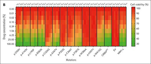 The impact of CRBN mutations on the cell viability of IMiD-sensitive myeloma cell lines. (A) Growth inhibitory (GI50) cell viability measurements for the MM1.sCRBNKO clone 1 cell lines each one expressing a differently mutated CRBN, CRBNWT, or empty vector (EV) in comparison with parental MM1.s. The color of the title for each graph denotes the effect of each mutation on cell viability, where green is associated with reduction in cell viability comparable with parental MM1.s, red denotes no reduction in cell viability, and orange highlights the mutations whose presence leads to partial reduction in cell viability. Cells were treated with dimethyl sulfoxide (DMSO) or increasing concentrations of Len (maximum concentration 20 μM), Pom (maximum concentration 8 μM), Iber (maximum concentration 2 μM), and Mezi (maximum concentration 1 μM) for 5 days. Cell viability was determined using the CellTiter-Blue assay and expressed as a % of DMSO control. Results are the mean ± standard error of the mean (SEM) of n = 4 biological replicates. (B) Heat map summarizing the results shown in Figure 2A but with the drug concentration expressed as a percentage of the maximum for that cell line, Len 100% = 20 μM, Pom 100% = 8 μM, etc, and cell viability expressed as a percentage of DMSO control.
