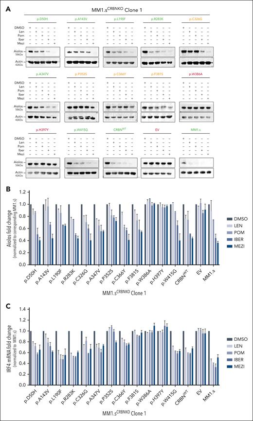 The impact of CRBN mutations on neosubstrate degradation after IMiD/CELMoD treatment. Approximately 1 × 106 cells from each MM1.sCRBNKO clone 1 cell line (expressing a differently mutated CRBN, CRBNWT, or EV) and the parental MM1.s cell line were drug treated (10 μM Len, 1 μM Pom, 0.1 μM Iber, 0.01 μM Mezi, or DMSO) for 24 hours before harvesting for either western blotting or RNA extraction. (A) Immunoblotting results for the neosubstrate protein Aiolos in the investigated cell lines after IMiD/CELMoD treatment. For each cell line, protein-level measurements for all treatments are calculated as fold change normalized to the corresponding DMSO-treated control. The color of the title for each blot denotes the effect of corresponding mutation on protein levels, where green is associated with expression comparable with parental MM1.s (shown in lower right corner), red denotes no reduction in protein levels, and orange highlights the mutations whose presence leads to partial reduction in protein levels. Blots shown are representative of 3 biological replicates. (B) Optical densitometry quantification of the immunoblotting results shown in Figure 3A for the 3 biological replicates. Data are shown as mean ± SEM. (C) Quantitative reverse transcription polymerase chain reaction results for the messenger RNA expression levels of transcription factor IRF4 after IMiD/CELMoD treatment. Data are shown as mean ± SEM of n = 3 biological repeats.