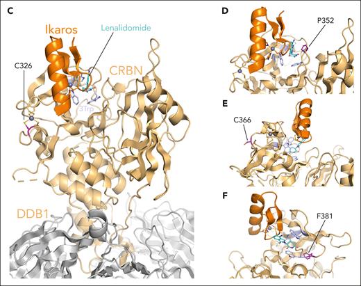 Compilation of the in vitro results and structural analysis of the CRBN mutations that demonstrated partial impact on CRBN function. (A) Immunoblotting results for CRBN neosubstrates Ikaros and ZFP91 and for transcription factor MYC for all CRBN mutations that demonstrated partial CRBN function. The blots for p.W386A and CRBNWT have been included as negative and positive control, respectively. Cells were drug treated (10 μM Len, 1 μM Pom, 0.1 μM Iber, 0.01 μM Mezi, or DMSO) and harvested 24 hours after IMiD/CELMoD treatment for sodium dodecyl sulfate-polyacrylamide gel electrophoresis (SDS-PAGE)/western blotting. Left panel: data shown are representative of 3 biological repeats. Right panel: optical densitometry quantification of the 3 biological replicates. (B) GI50 cell viability results, displayed per compound, for all cell lines whose CRBN mutation demonstrated partial CRBN function in comparison with p.W386A (negative control) and CRBNWT (positive control). All cell lines were treated with DMSO or increasing concentrations of Len (maximum concentration at 20 μM), Pom (maximum concentration 8 μM), Iber (maximum concentration 2 μM), and Mezi (maximum concentration 1 μM) for 5 days. Cell viability was determined using the CellTiter-Blue assay. Results are the average ± SEM of n = 3 biological replicates. (C-F) Spatial localization of the CRBN mutations that demonstrated an intermediate/variable effect on CRBN function with respect to the IMiDs and neosubstrate-binding sites. The presented figure is a composite figure generated by overlaying our high-resolution crystallographic CRBN/DDB1 structure bound to Len (where CRBN is present in its closed conformation, PDB code 9JFX), with the publicly available crystallographic structure of neosubstrate Ikaros bound to CRBN/DDB1/Pom complex (where CRBN is present in its open conformation, PDB code 6H0F12). CRBN is represented in gold, Ikaros in orange, DDB1 in gray, Len in cyan, the 3 Trp defining the IMiD’s binding pocket in light blue, Zn2+ atoms as gray spheres, and the position of the mutations in magenta. Figures were generated with Pymol.25 (C) Localization of CRBN Cys326, mutated to Gly in patients. (D) Localization of CRBN Pro352, mutated to Ser in patients. (E) Localization of CRBN Cys366, mutated to Tyr in patients. (F) Localization of CRBN Phe381, mutated to Ser in patients.