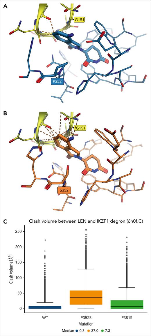 Clashes predicted between the IKZF1 degron and Len bound to WT and p.P352S CRBN constructs. (A) Unfavorable contacts shown as orange dashes between Len bound to WT CRBN (C atoms shown in light blue with proline 352 highlighted) and IKZF1 degron atoms from PDB 6h0f (C atoms in yellow with glycine 151 highlighted) after structural alignment on CRBN-binding site residues. (B) A larger number of clashes is predicted between the IKZF1 degron and Len bound to the p.P352S CRBN construct (representative conformation from MD; C atoms in orange with serine 352 highlighted). (C) Distribution of clash volumes calculated between heavy atoms of the IKZF1 degron and Len in MD trajectory frames of the WT (blue box), p.P352S (orange), and p.F381S (green) CRBN constructs.