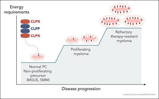 Evolution of more and better mitochondria to support the increasing energy requirements of MM disease progression.