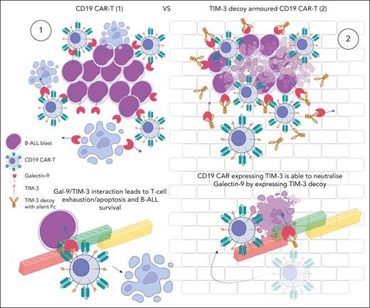 Armoring of CAR-Ts with TIM-3 decoy can bypass Galectin-9 (Gal-9) inhibition of T-cell antitumor responses in B-ALL. (1) B-ALL expresses Gal-9, which targets TIM-3 expression on CAR-Ts inducing T-cell apoptosis and suppressing the immune response. (2) Armored CAR-Ts secreting a TIM-3 decoy can avoid this inhibition. TIM-3 decoy binds to Gal-9, neutralizing its effect on CAR-Ts, which are now able to survive the hostile tumor microenvironment and eliminate the B-ALL tumor cells.