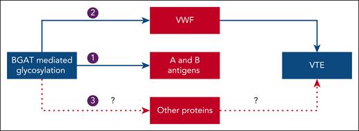 Potential mechanisms linking histo-blood group ABO system transferase with venous thromboembolism. Arrow 1: Histo-blood group ABO system transferase (BGAT) adds N-acetylgalactosamine or galactose sugar moiety to transform the H antigen on red cells to A or B antigens, respectively. Arrow 2: BGAT-mediated glycosylation of von Willebrand factor (VWF) leads to elevated levels of VWF and factor VIII in non-O blood groups, thereby increasing the risk of VTE. Arrow 3: BGAT-mediated glycosylation of other proteins could also increase the risk of VTE by unknown mechanisms.