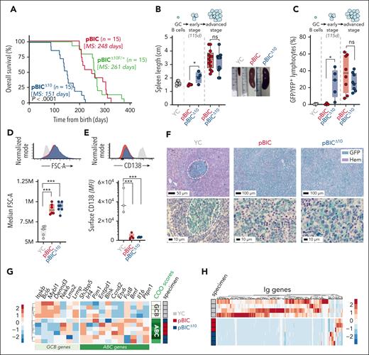 Genetic deletion of IL-10 in DLBCL cells unexpectedly accelerates DLBCL progression. (A) Overall survival curves (and log-rank test statistic) of pBIC (IL-10 proficient), pBICΔ10 (IL-10 deficient), and pBICΔ10F/+ (IL-10 haplosufficient) mice. Time in the x-axis is represented as the time from the moment of birth in days. (B) Spleen length of pBIC and pBICΔ10 at early (115 days) or advanced (moribund mice) stages compared with control YC mice (t test). Representative images illustrate splenomegaly at advanced stages of disease compared with age-matched control YC mice. (C) Expansion of splenic lymphoma cells (CD19+ GFP+) at different stages of the disease when compared with normal GC B cells (CD19+ YFP+) from splenocytes of SRBC-immunized control YC mice (t test). (D) Representative fluorescence-activated cell sorter (FACS) profiles and cellular sizes as measured by FSC-A parameter of large lymphoma cells (CD19+ GFP+) or control GC B cells (CD19+ YFP+; ANOVA). (E) Representative FACS profiles and comparative levels of plasma cell marker CD138 within lymphoma cells (CD19+ GFP+) or control terminally differentiated PCs (YFP+ CD138+; ANOVA). (F) IHC staining of GFP/YFP (green) and hematoxylin (Hem) in control YC and lymphoma pBIC and pBICΔ10 mice (scale bar in μm). (G) Heat map showing z scores of ABC- and GCB-related genes and RNA-seq–based COO classifier revealing an ABC-DLBCL subtype in both pBIC/pBICΔ10 murine lymphomas, compared with normal GC B cells from control YC mice. (H) Heat map of Ig-related transcripts shows oligoclonality in both pBIC and pBICΔ10 models compared with normal GC B cells from control YC mice. ∗P < .05; ∗∗∗P < .001; d, days; FSC-A, forward scatter area; IHC, immunohistochemistry; MS, median survival; ns, nonsignificant; PCs, plasma cells; SRBC, sheep red blood cells.