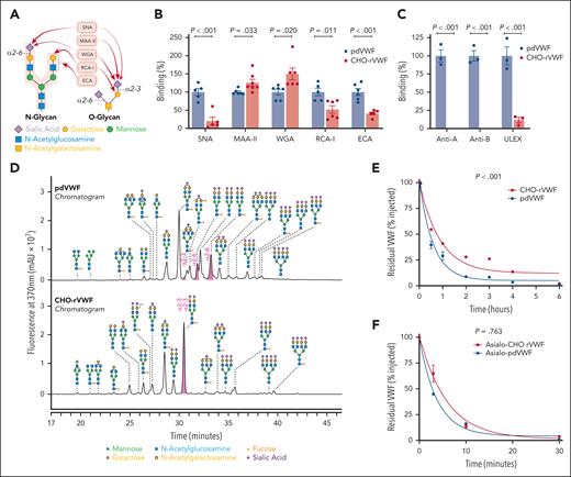 Differences in glycosylation and sialylation between CHO-rVWF and pdVWF. (A) Diagrams illustrate common N- and O-linked glycan structures expressed on human pdVWF and lectin affinities. (B) Lectin plate–binding assays were performed to compare glycans expressed on CHO-rVWF to pdVWF. Lectins used included SNA, MAA-II, WGA, RCA-I, and ECA. All enzyme-linked immunosorbent assays (ELISAs) were performed in triplicate and results expressed as a percentage of binding normalized to pdVWF. Data were analyzed for normality using the Shapiro-Wilk test and compared using the Student t test. Data are presented as mean ± standard error of the mean (SEM). (C) A, B, and H blood group carbohydrate determinants on pdVWF and CHO-rVWF were assessed using plate-binding assays. (D) LC-MS was used to analyze the N-glycans on CHO-rVWF compared to pdVWF; chromatograms of pdVWF (top) and CHO-rVWF (bottom). Peaks are annotated with the most abundant N-glycan indicated per peak. In pdVWF, H5N4F1S2, highlighted in pink, was present in α2,3 α2,3; α2,3 α2,6; and α2,6 α2,6 forms. In contrast, CHO-rVWF only displays a single linkage form (α2,3 α2,3). (E) To investigate the clearance of CHO-rVWF in mice, VWF–/– mice were infused with either pdVWF (blue) or CHO-rVWF (red), and blood was collected at 3, 30 minutes, and 1, 2, 3, 4, and 6 hours after infusion. At each time point, residual circulating VWF concentration was determined by VWF:Ag ELISA, and mean residence time was calculated. P value is the outcome of extra-sum-of-squares F test. (F) To study the importance of terminal sialylation in modulating the prolonged half-life of CHO-rVWF, in vivo studies were repeated in VWF–/– mice after the digestion of CHO-rVWF and pdVWF with α2-3,6,8,9 neuraminidase (asialo-CHO-rVWF and asialo-pdVWF respectively). Three to 5 mice were used per point time, and data are presented as mean ± SEM. MAA-II, M amurensis lectin II; SNA, S nigra agglutinin; WGA, wheat germ agglutinin.
