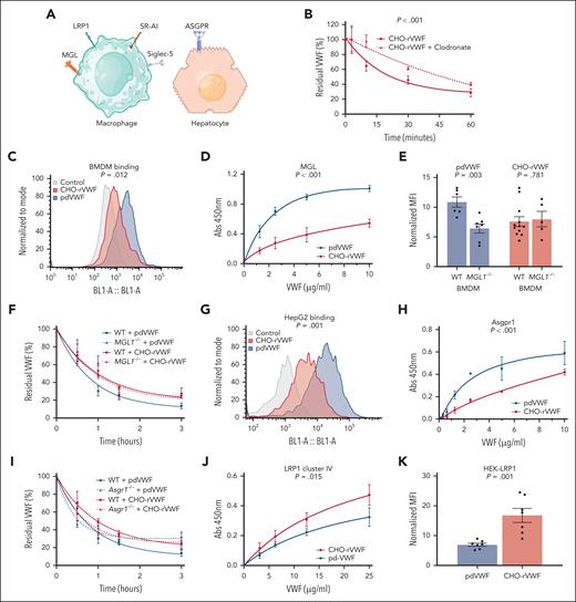Interaction of CHO-rVWF with macrophage and hepatocyte clearance receptors. (A) Macrophage and hepatocyte receptors implicated in regulating VWF clearance in vivo. (B) To determine whether macrophages play a role in regulating the clearance of CHO-rVWF, in vivo clearance studies were repeated in VWF–/– mice 24 hours after clodronate-induced macrophage depletion. Data are graphed as percentage residual CHO-rVWF relative to the amount injected. P value is the outcome of extra-sum-of-squares F test. (C) Binding of CHO-rVWF (red) and pdVWF (blue) to murine BMDMs was assessed by flow cytometry. Representative histograms of binding relative to no VWF (gray) are shown. The y-axis represents the binding capacity normalized to the number of cells, and the x-axis represents the fluorescence intensity absorbance at the wavelength of 488 nm, in which higher values indicate more binding. (D) MGL binding was assessed for CHO-rVWF compared to pdVWF using plate-binding assay. Points represent mean ± SEM. P value is the outcome of extra-sum-of-squares F test. (E) BMDMs were isolated from WT and MGL1–/– mice. Binding of pdVWF (blue bars) and CHO-rVWF (red bars) to BMDMs with or without MGL was then assessed by flow cytometry. Data are presented as MFI normalized to controls without VWF. (F) In vivo clearance of pdVWF (blue lines) and CHO-rVWF (red lines) was studied in WT (solid lines) and MGL1–/– mice (dashed lines). Mice were sampled after injection (time = 0) and subsequently sampled at indicated time points. Data are graphed as percentage residual VWF relative to the VWF:Ag at time of 0. (G) Binding of CHO-rVWF (red) and pdVWF (blue) to human hepatocyte HepG2 cells was assessed by flow cytometry. Representative histograms of binding relative to no VWF (gray) are shown. Data were assessed for normality using the Shapiro-Wilk test and compared by the Student t test. The y-axis represents the binding capacity normalized to the number of cells, and the x-axis represents the fluorescence intensity absorbance at the wavelength of 488 nm, in which higher values indicate more binding. (H) ASGPR1 binding was assessed for CHO-rVWF compared to pdVWF using plate-binding assay. Points represent mean ± SEM. P value is the outcome of extra-sum-of-squares F test. (I) In vivo clearance of pdVWF (blue lines) and CHO-rVWF (red lines) was studied in WT (solid lines) and Asgr1–/– mice (dashed lines). Mice were sampled after injection (time = 0) and subsequently sampled at indicated time points. Data are graphed as percentage residual VWF relative to the VWF:Ag at time of 0. (J) LRP1 cluster IV binding was assessed for CHO-rVWF (red) compared to pdVWF (blue) using plate-binding assay. Points represent mean ± SEM. P value is the outcome of extra-sum-of-squares F test. (K) Binding of CHO-rVWF (red) and pdVWF (blue) VWF to HEK293 cells stably transfected with LRP1 (HEK-LRP1) was assessed by flow cytometry. Points represent mean ± SEM. P value is the outcome of extra-sum-of-squares F test. Abs, absorbance; MFI, mean fluorescence intensities; WT, wild-type.