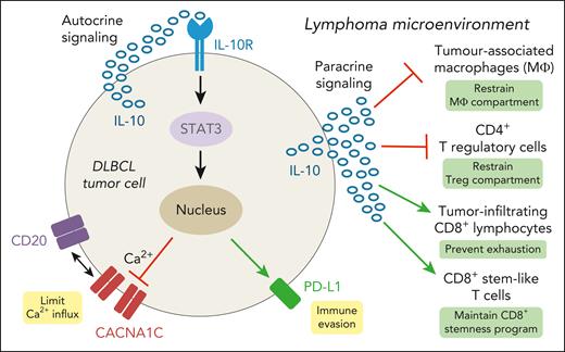 Autocrine and paracrine activities of DLBCL tumor cell–derived IL-10. (Left) In an autostimulatory loop, lymphoma cell–derived IL-10 activates STAT3 downstream of the IL-10 receptor, leading to upregulation of PD-L1 expression and downregulation of the calcium channel CACNA1C. (Right) Lymphoma cell–derived IL-10 exerts functions on several immune cell types localized in the LME, thus contributing to the composition and functionality of the LME. Red arrows depict inhibitory activities of IL-10; green arrows depict IL-10 activities that maintain the physiological cell phenotype in the LME. The biological consequences of autocrine and paracrine IL-10 activity are indicated in the yellow (tumor cell–intrinsic functions) and green (functions in the lymphoma microenvironment) boxes.