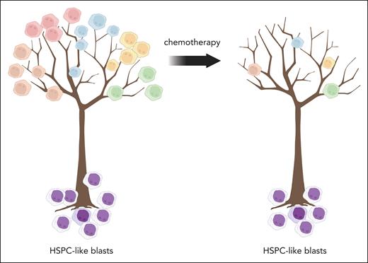 Leukemic blasts are organized into a hierarchical structure of differential capability for stem cell–like proliferation and renewal, with HSPC-like cells at the root of a tree shown for descriptive purposes, and more differentiated lineage-like blasts reside as leaves on the tree. Chen et al found that these HSPC-like blasts are enriched for stem cell transcriptional phenotypes. These stem-cell cells are disproportionately resistant to chemotherapy. Figure created with BioRender.com.