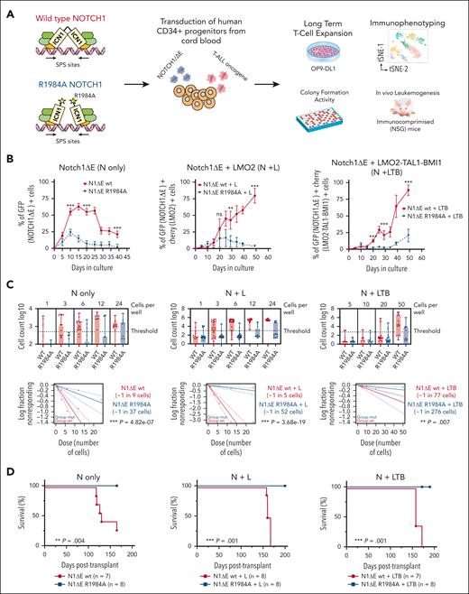 The dimerization-defective R1984A NOTCH1-ΔE mutant blocks the expansion and transformation of human HSPCs, mediated by the constitutive activation of NOTCH1 signaling. (A) Schematic overview of the experimental approach. Human CD34+ cells derived from CB were doubly transduced with NOTCH1-ΔE/GFP or NOTCH1-ΔE-R1984A/GFP dimer mutant lentiviruses alone (N-only) or in combination with LMO2/mCherry (N+L) or LMO2-TAL1-BMI1/mCherry (N+LTB) constructs on days 0 and 5. Transduced cells were plated on OP9-DL1 feeders for the in vitro long-term coculture assay and before transplantation by IV injection into immunodeficient NSG mice. (B) Flow cytometric analysis of single (GFP+) or doubly transduced (GFP+Cherry+) CB cells that were transduced with N-only, N+L, or N+LTB viruses and tracked at each serial passage onto OP9-DL1 feeders every 5 days. The mean values ± range for duplicate experiments are plotted. ∗∗P < .01; ∗∗∗P < .001 (Student t test). (C) Limiting dilution growth assays. CB cells were transduced with N-only, N+L, or N+LTB viruses on days 0 and cultured until day 3, followed by FACS into individual wells of a 96-well plate on precoated plastic in T-cell expansion media (StemCell Technologies) and culturing for 3 weeks. The entire content of each well was assayed by flow cytometry, and the frequency of well-initiating cells was calculated using the extreme limiting dilution analysis (ELDA) software. In each ELDA plot, the cell dose vs log fraction of negative cultures is represented. The dotted lines represent the confidence interval of 95%. The estimated frequencies are indicated in the box in the right side. The P values were calculated using the ELDA tool. (D) Kaplan-Meier survival curves for the primary recipient NSG mice that were injected with CB cells transduced with N-only, N+L, or N+LTB viruses and expanded for 10 days (N-only) or 15 days (N + T-ALL oncogenes) in vitro. The number of recipient animals for each cell type is indicated in parentheses. The data were pooled from 2 separate cohorts of animals. ∗∗∗P ≤ .001; log-rank Mantel-Cox test. GFP, green fluorescent protein; ns, not significant.